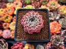 Echeveria 'Zaragoza' 2" Succulent Plant