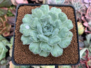 Echeveria 'Hearts Choice' 2"-3" Succulent Plant