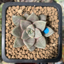 Echeveria 'Summer' 1" New Hybrid Succulent Plant