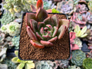 Echeveria 'White Champaign' 2"-3" Succulent Plant