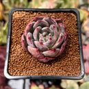 Echeveria 'Purple Champaign' 1"-2" Succulent Plant