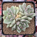 Echeveria Agavoides 'Arje' 3" Cluster Succulent Plant