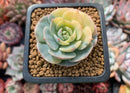 Echeveria 'Bluette' Variegated 1"-2" Succulent Plant