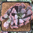 Echeveria 'Cupid' 2"-3" Succulent Plant