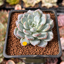 Echeveria 'Werther' 2" Powdery Succulent Plant