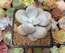 Pachyphytum 'Oviferum' sp. 2" Succulent Plant