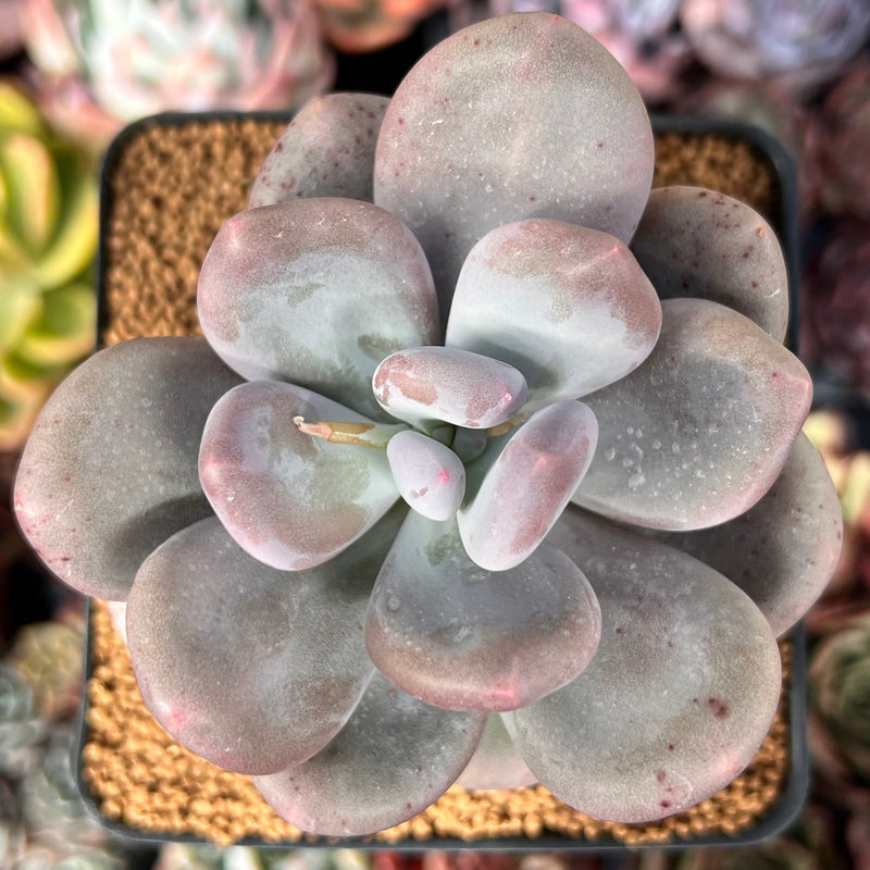 chunky succulent Pachyphytum 'Bracteosum' 3