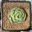 Echeveria 'Lime & Chili' 2" Succulent Plant