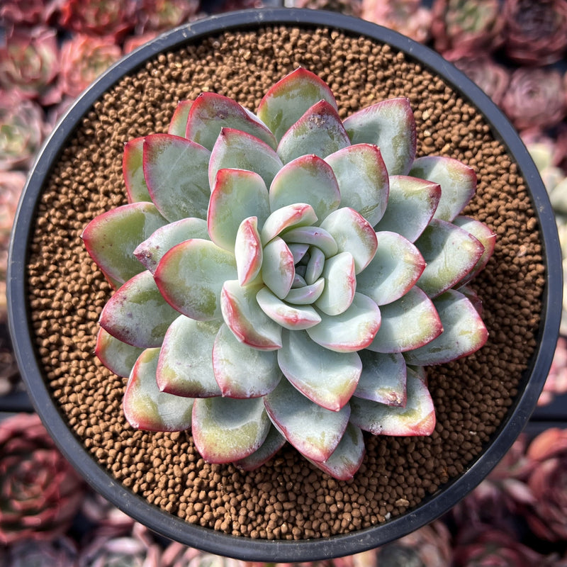 edible succulents candy Echeveria 'Peach Candy' 3" Powdery Succulent Plant – True Succulents Plant  Co
