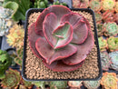 Echeveria 'Big Red' Hybrid 3" Succulent Plant