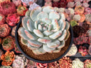 Echeveria 'Orange Monroe' 4" Succulent Plant