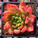 Echeveria Agavoides 'Ferrari' 2" Succulent Plant