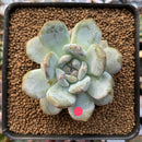 Echeveria 'Orange Monroe' 2" Succulent Plant