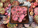 Graptoveria 'Mrs. Richards' Variegated 1" Succulent Plant