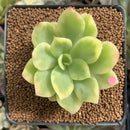 Echeveria 'Golden Glow' Variegated 2"-3" Succulent Plant