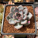 Echeveria 'Purple Stone' 1" Succulent Plant