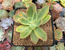 Echeveria 'Golden Glow' Variegated 2"-3" Succulent Plant