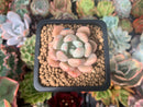 Echeveria 'Orange Sherbert' 1" Succulent Plant