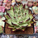 Echeveria Agavoides 'Super Black' 4" Succulent Plant
