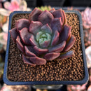 Echeveria 'Vasilisa' 1"-2" Succulent Plant