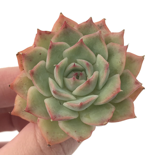 green succulent with pink tips Echeveria 'Pink Tips' 2" Succulent Plant – True Succulents Plant Co