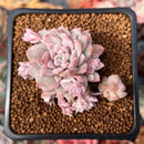 Echeveria 'Prolifica' Variegated 1" Succulent Plant
