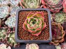 Echeveria 'Bordeaux' 1" Succulent Plant