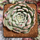Echeveria 'Jackal' 2"-3" Succulent Plant