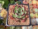 Echeveria Agavoides 'Maria' 2"-3" Succulent Plant