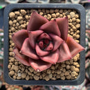 Echeveria Agavoides 'Romeo' 1" Succulent Plant