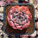 Echeveria 'Prada' 2" Succulent Plant