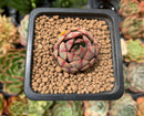 Echeveria 'Pink Vanilla' 1" New Hybrid Small Succulent Plant