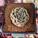 Echeveria 'Herbion' 1" Succulent Plant