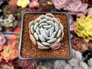 Echeveria 'Ghost' 2" Succulent Plant