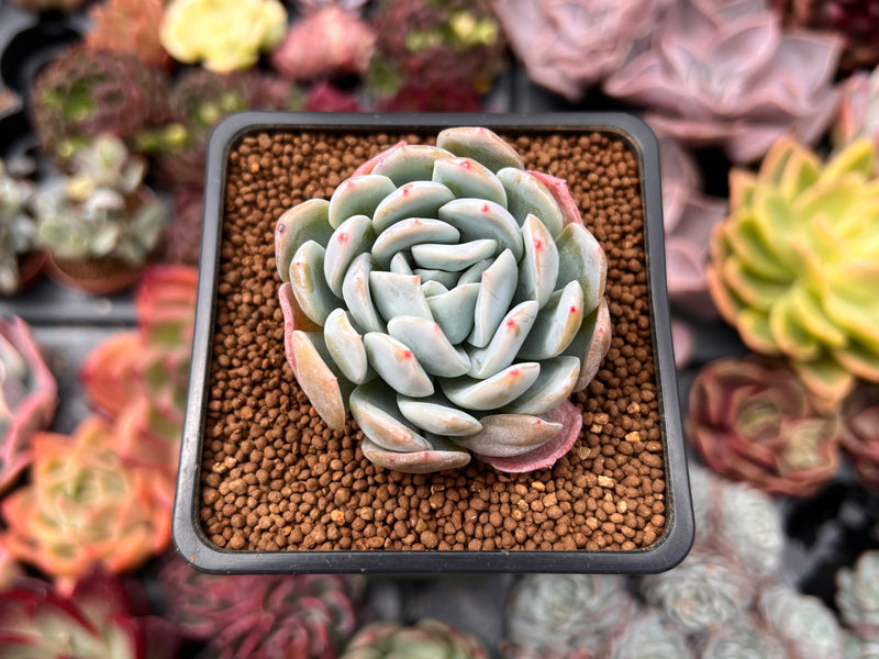 ghost echeveria succulent Echeveria 'Ghost' 2" Succulent Plant – True Succulents Plant Co