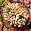 Echeveria 'King Midas' 3"-4" Succulent Plant