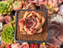 Echeveria Agavoides 'Mandela' 2" Succulent Plant