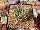 Echeveria Agavoides 'Hongja' 2" Succulent Plant