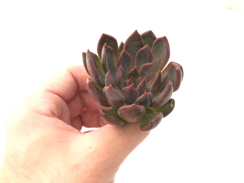 Echeveria Agavoides 'Magic Plot' 2" Rare Succulent Plant