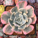 Echeveria 'Secunda' Variegated 3" Cutting Succulent Plant
