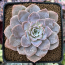Echeveria 'Grouse' 3" Succulent Plant