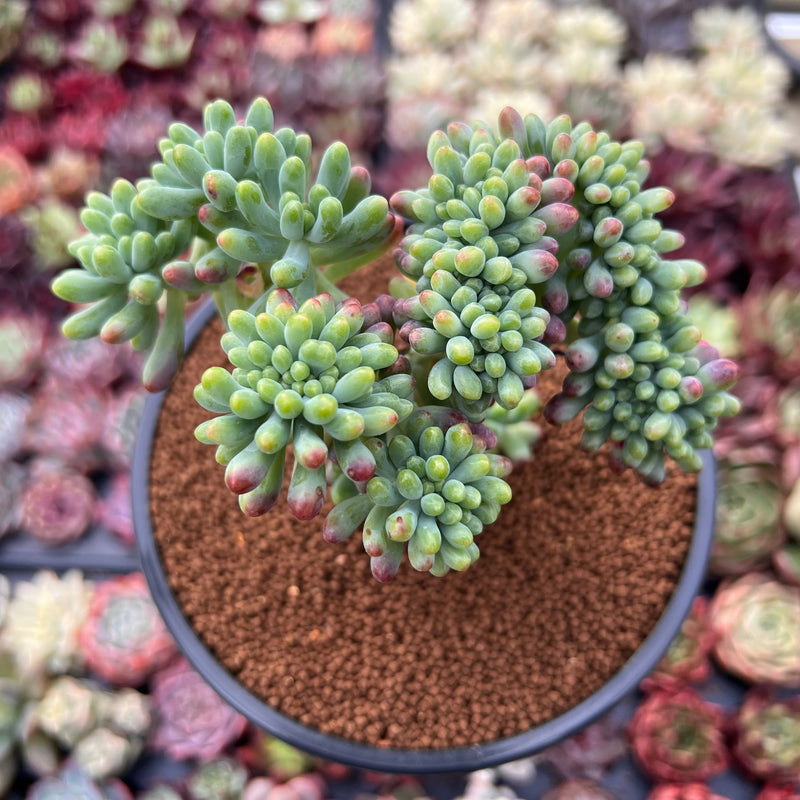Sedum 'Pachyphyllum' Crested 3