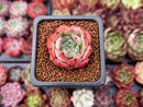 Echeveria 'Black Panther' 1" Succulent Plant