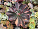 Echeveria 'Hanaikada' Variegated 5" Large Succulent Plant