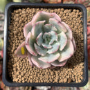 Echeveria 'Holwayi' Variegated 2" Succulent Plant