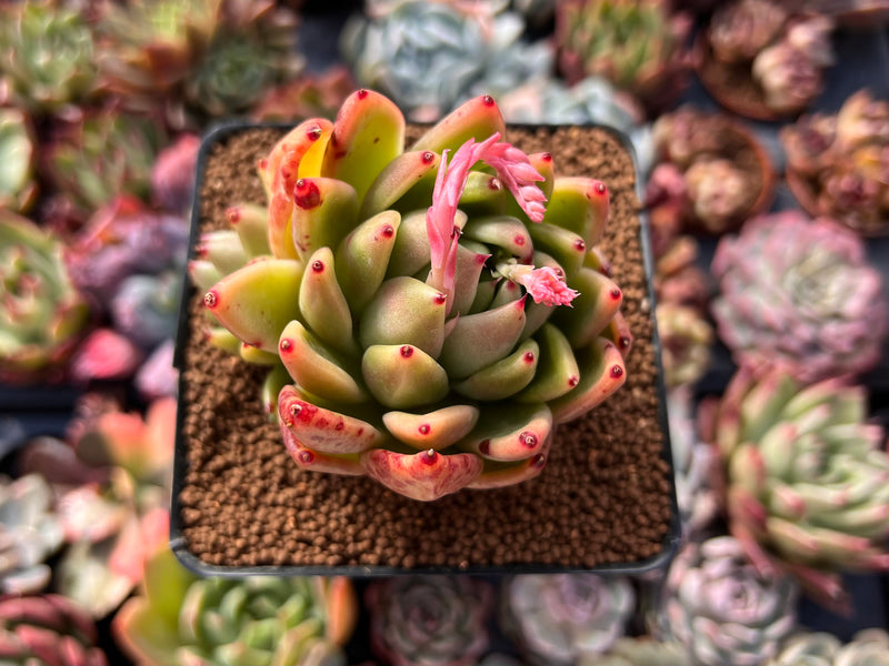 waxy succulent Echeveria Agavoides 'Wax' 2"-3" Succulent Plant – True Succulents Plant Co