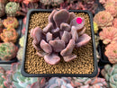 Echeveria 'Cupid' 2" Succulent Plant