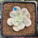 Echeveria Runyonii Variegated (Aka Echeveria 'Akaihosi' Variegated) 2" Succulent Plant