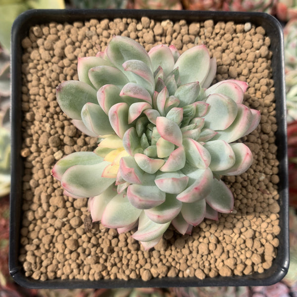 Echeveria 'Mebina' Variegated 2"-3" Cluster Succulent Plant