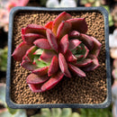 Echeveria Agavoides sp. 2" Succulent Plant